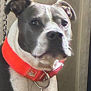 Caine is registered to the contest to win money with this photo: animal, background, black_fur, canine, chain, closeup, collar, dog, domestic_animal, ears, face, furry, gray_fur, indoor, looking, pet, portrait, red_collar, tag, white_fur