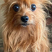 Brody joined the competition — help win amazing prizes! animal, companion, couch, curious, cute, dog, ears, eyes, face, fluffy, fur, golden_coat, indoor, long_hair, looking_at_camera, patterned_fabric, pet, portrait, sitting, small_dog