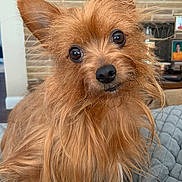 Brody is registered to the contest to win money with this photo: dog, small_dog, pet, brown_fur, long_hair, portrait, close_up, big_eyes, black_nose, ears, whiskers, head_tilt, couch, quilt, blanket, indoor, brick_wall, fireplace, framed_photo, cute