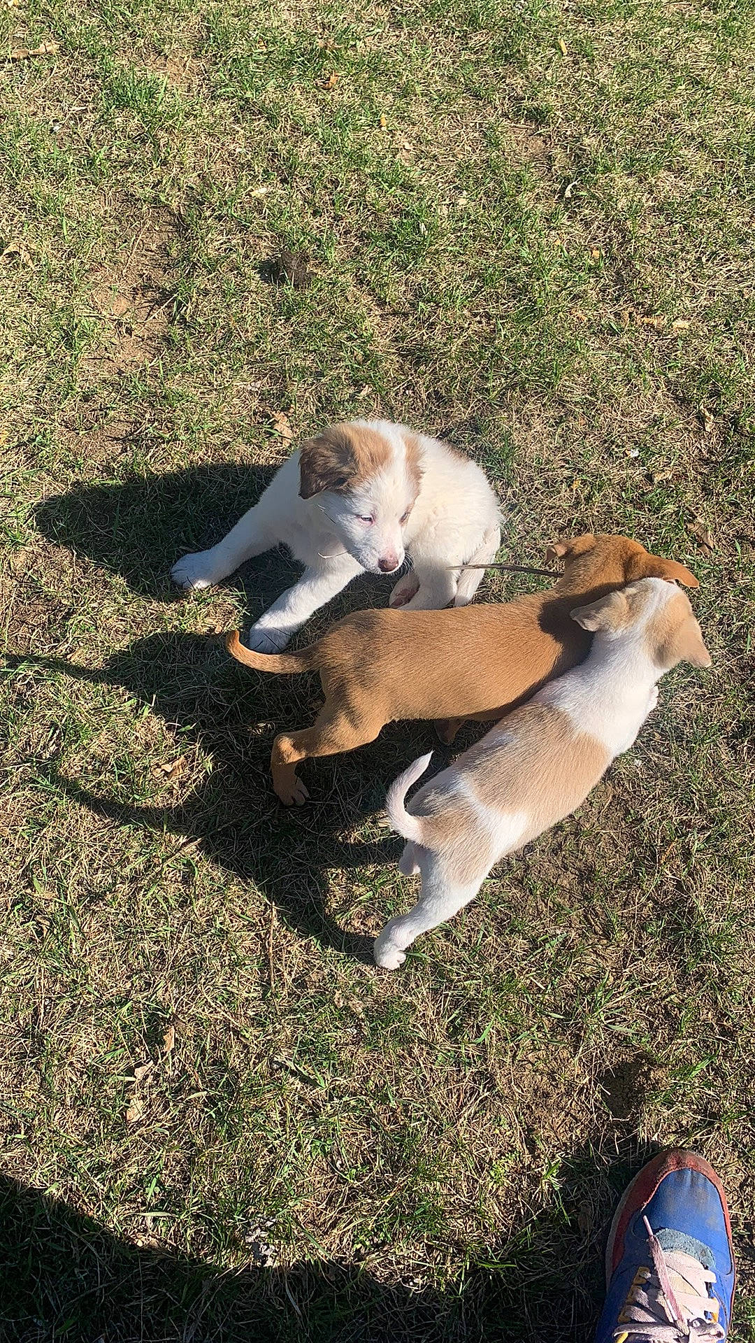 Blanco is registered to the contest to win money with this photo: beagle, carnivore, comfort, companion_dog, dog, dog_breed, fawn, finnish_hound, football, grass, hound, non_sporting_group, plant, scent_hound, snout, soil, sporting_group, street_dog, tail, terrestrial_animal