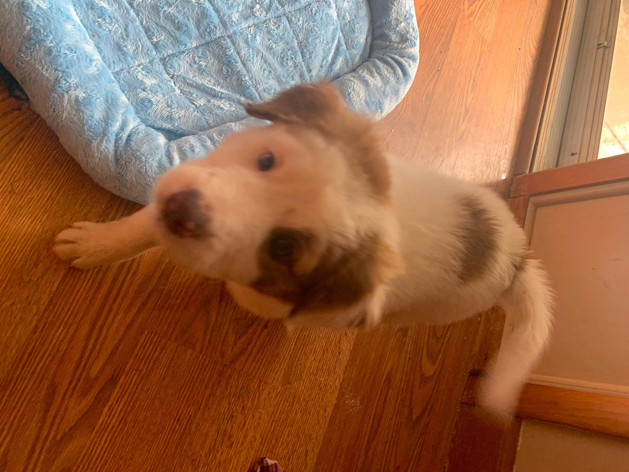 Blanco joined the competition — help win amazing prizes! carnivore, comfort, companion_dog, dog, dog_breed, fawn, floor, flooring, fur, hardwood, laminate_flooring, mammal, snout, sporting_group, tail, whiskers, wood, wood_flooring, wood_stain, working_animal