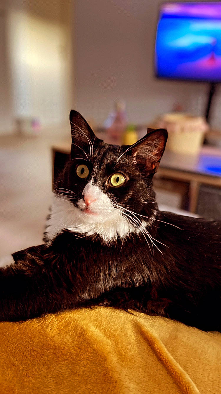 Monsieur participe au concours pour gagner de l'argent avec cette photo : cable_television, carnivore, cat, comfort, domestic_short_haired_cat, felidae, fur, led_backlit_lcd_display, picture_frame, small_to_medium_sized_cats, snout, television, whiskers