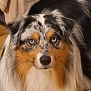 Luc a rejoint le concours — aidez-le/la à gagner de superbes lots ! animal, australian_shepherd, beige, blue_eyes, companion, couch, cute, dog, domestic, face, floor, fluffy, fur, indoors, looking, mammal, pet, portrait, resting, tile