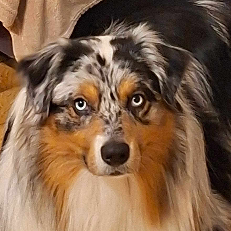 Luc