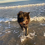 Oslo a rejoint le concours — aidez-le/la à gagner de superbes lots ! dog, black_dog, water, ocean, waves, beach, wet, animal, canine, happy, playful, outdoor, sunlight, sea, splashing, nature, summer, pet, fur, coast