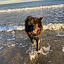 dog, black_dog, water, ocean, waves, beach, wet, animal, canine, happy, playful, outdoor, sunlight, sea, splashing, nature, summer, pet, fur, coast