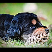 Jindy a rejoint le concours — aidez-le/la à gagner de superbes lots ! black_fur, brown_markings, caption, chewing, close_up, dog, eye, grass, ground, icons, like_button, nature, nose, outdoor, pet, pinecone, portrait, puppy, screenshot, social_media_ui