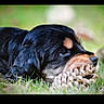 black_fur, brown_markings, caption, chewing, close_up, dog, eye, grass, ground, icons, like_button, nature, nose, outdoor, pet, pinecone, portrait, puppy, screenshot, social_media_ui