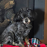 Karma is registered to the contest to win money with this photo: dog, small_dog, curly_fur, black_fur, pet, blanket, plaid, red_blanket, indoor, firewood, wood, mesh_screen, cozy, sitting, animal, cute, fur, companion, home, portrait