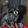 dog, small_dog, curly_fur, black_fur, pet, blanket, plaid, red_blanket, indoor, firewood, wood, mesh_screen, cozy, sitting, animal, cute, fur, companion, home, portrait