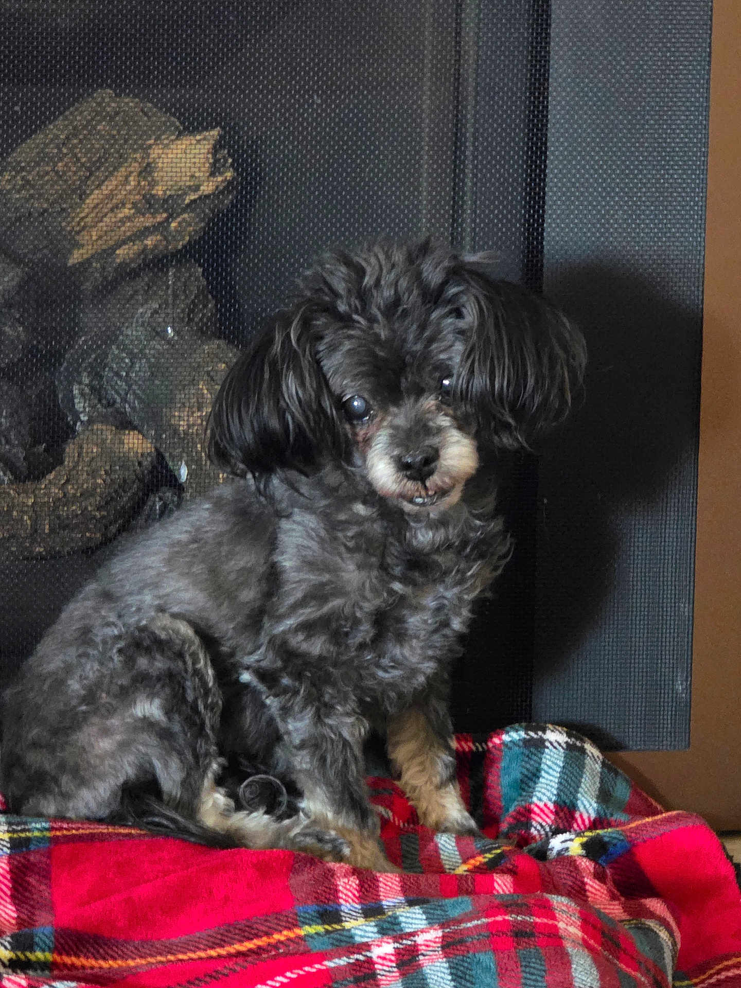 Karma is registered to the contest to win money with this photo: dog, small_dog, curly_fur, black_fur, pet, blanket, plaid, red_blanket, indoor, firewood, wood, mesh_screen, cozy, sitting, animal, cute, fur, companion, home, portrait