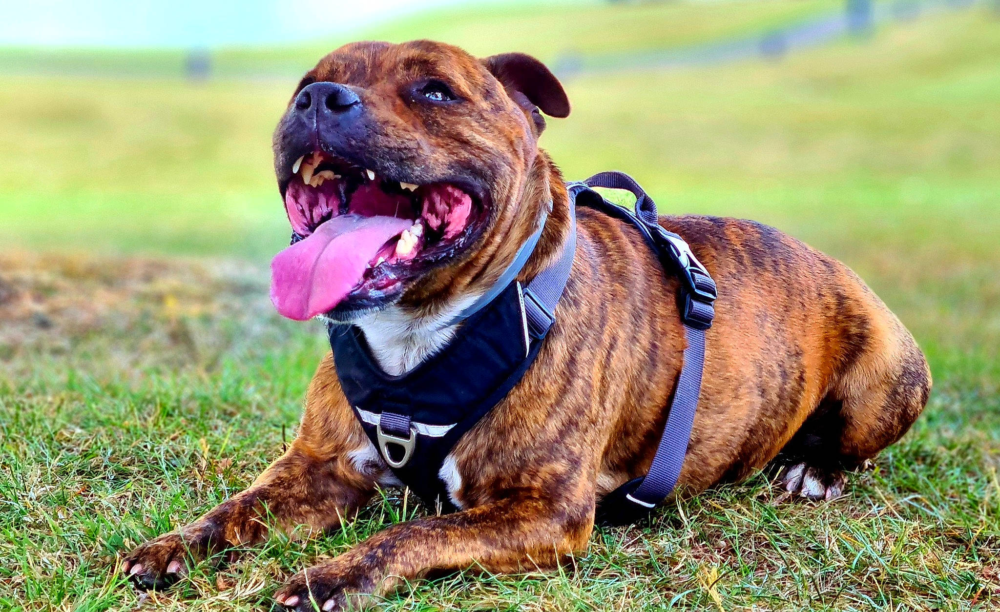 Jackpot a rejoint le concours — aidez-le/la à gagner de superbes lots ! american_pit_bull_terrier, american_staffordshire_terrier, canidae, carnivore, companion_dog, dog, dog_breed, grass, mammal, olde_english_bulldogge, perro_de_presa_mallorquin, pit_bull, rare_breed_dog, renascence_bulldogge, snout, staffordshire_bull_terrier, vertebrate