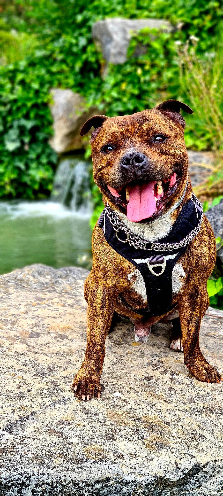 Jackpot a rejoint le concours — aidez-le/la à gagner de superbes lots ! alano_espanol, alaunt, american_pit_bull_terrier, american_staffordshire_terrier, canidae, carnivore, collar, companion_dog, dog, dog_breed, fawn, mammal, non_sporting_group, perro_de_presa_mallorquin, pit_bull, rare_breed_dog, snout, staffordshire_bull_terrier, terrier, vertebrate
