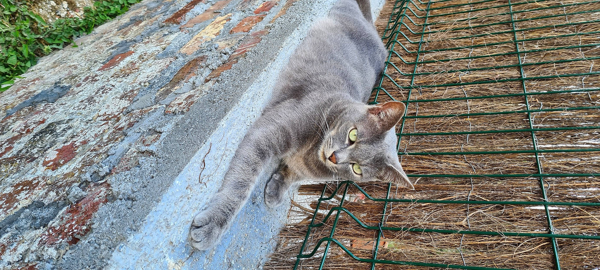 Gucci participe au concours pour gagner de l'argent avec cette photo : british_shorthair, carnivore, cat, chartreux, domestic_short_haired_cat, european_shorthair, fawn, felidae, singapura, small_to_medium_sized_cats, tail, whiskers