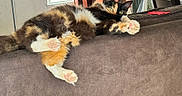 Arcee is registered to the contest to win money with this photo: animal, cat, couch, cozy, curtains, domestic, fluffy, fur, furniture, home, indoor, laid_back, multicolored, paw_pads, pet, pink_paws, relaxed, resting, sunlight, window
