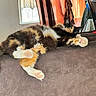 Arcee joined the competition — help win amazing prizes! animal, calico_cat, cat, couch, cozy, curtains, feline, fluffy, furniture, home, indoor, lounging, paws, pet, pink_paws, relaxation, stretching, sunlight, tail, window
