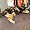Arcee is registered to the contest to win money with this photo: animal, calico_cat, cat, couch, cozy, curtains, feline, fluffy, fur, furniture, home, indoor, paw, pet, pink_paw, relaxed, resting, sleeping, sunlight, window