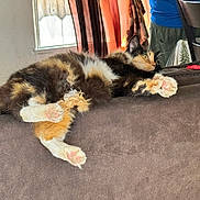 Arcee is registered to the contest to win money with this photo: animal, calico_cat, cat, clothing, couch, cozy, curtains, domestic, feline, fur, furniture, home, indoor, paws, person, pet, relaxed, resting, table, window