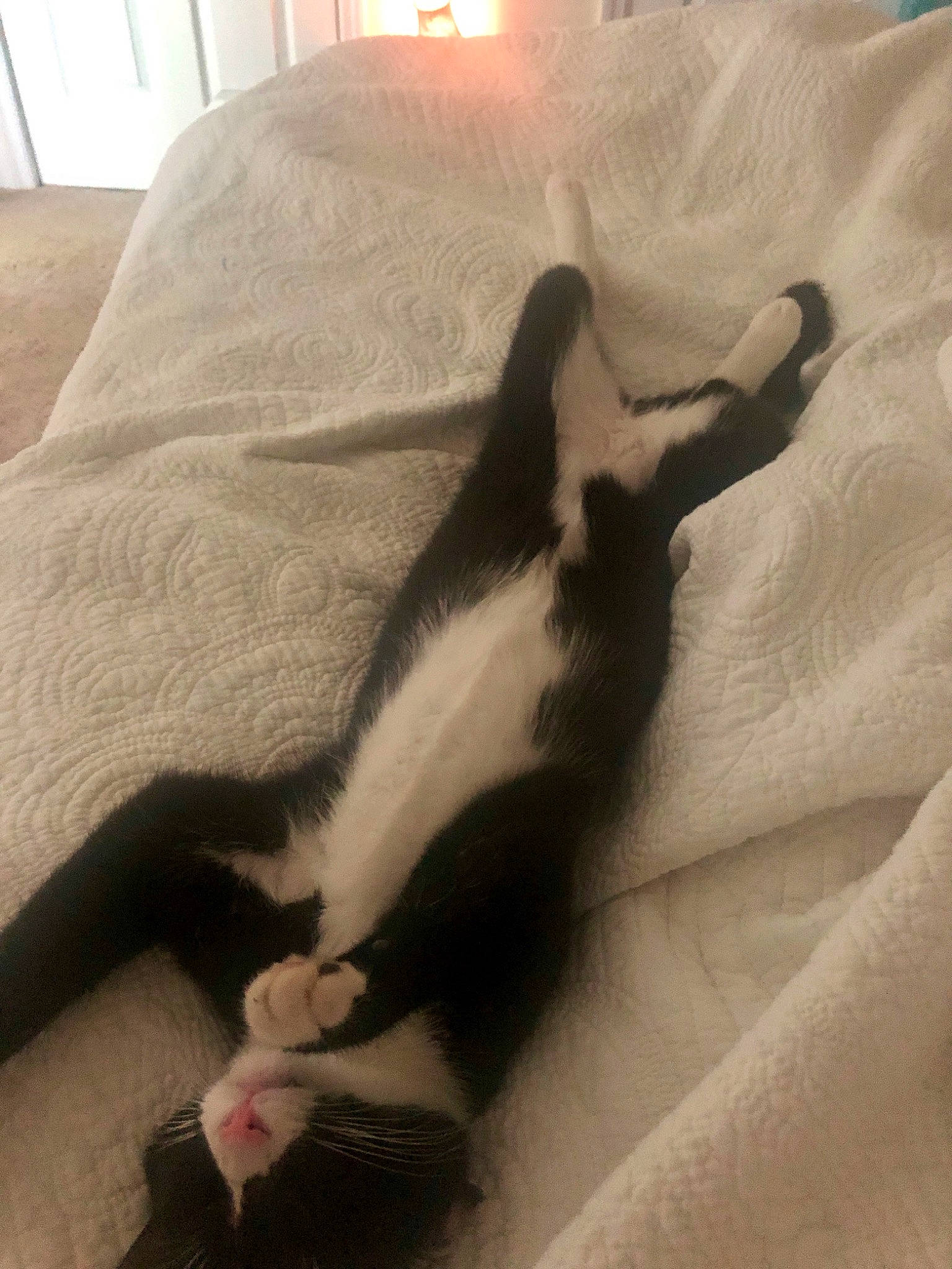 Figgy is registered to the contest to win money with this photo: black_cat, carnivore, cat, felidae, kitten, small_to_medium_sized_cats, tail, whiskers