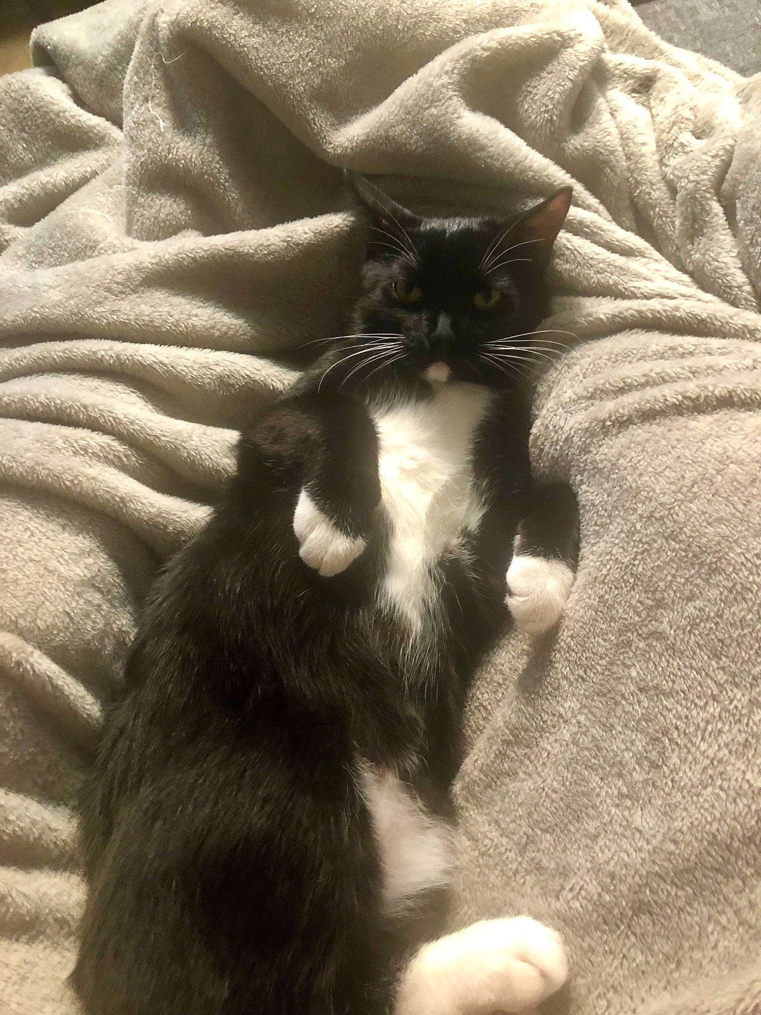 Winnie joined the competition — help win amazing prizes! asian, black_and_white, black_cat, carnivore, cat, claw, domestic_short_haired_cat, ear, felidae, fur, kitten, norwegian_forest_cat, paw, polydactyl_cat, small_to_medium_sized_cats, tail, whiskers