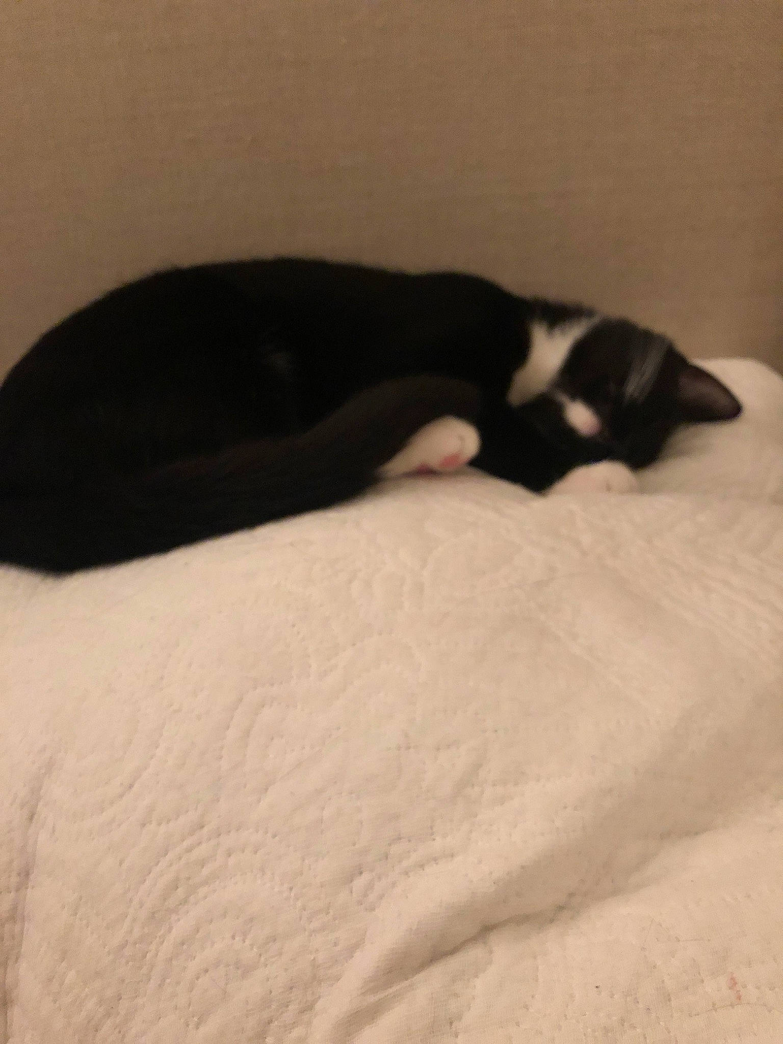 Winnie joined the competition — help win amazing prizes! black, boston_terrier, canidae, carnivore, cat, comfort, dog, dog_breed, felidae, nap, non_sporting_group, puppy, sleep, sporting_group, tail, whiskers