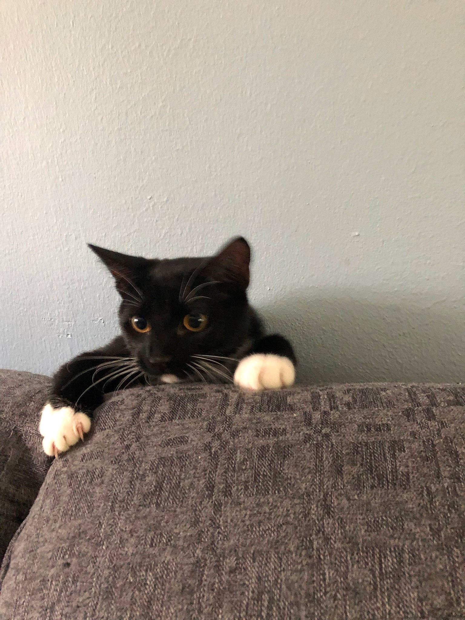 Winnie is registered to the contest to win money with this photo: asian, black, black_and_white, black_cat, carnivore, cat, domestic_short_haired_cat, european_shorthair, eye, felidae, floor, fur, kitten, polydactyl_cat, sand, small_to_medium_sized_cats, snout, whiskers