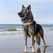 Hanoï a rejoint le concours — aidez-le/la à gagner de superbes lots ! dog, beach, water, wet_fur, ocean, waves, sand, standing, animal, outdoor, canine, tongue_out, nature, sky, reflection, fur, muzzle, ears, paws, pet