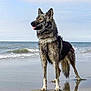 dog, beach, water, wet_fur, ocean, waves, sand, standing, animal, outdoor, canine, tongue_out, nature, sky, reflection, fur, muzzle, ears, paws, pet