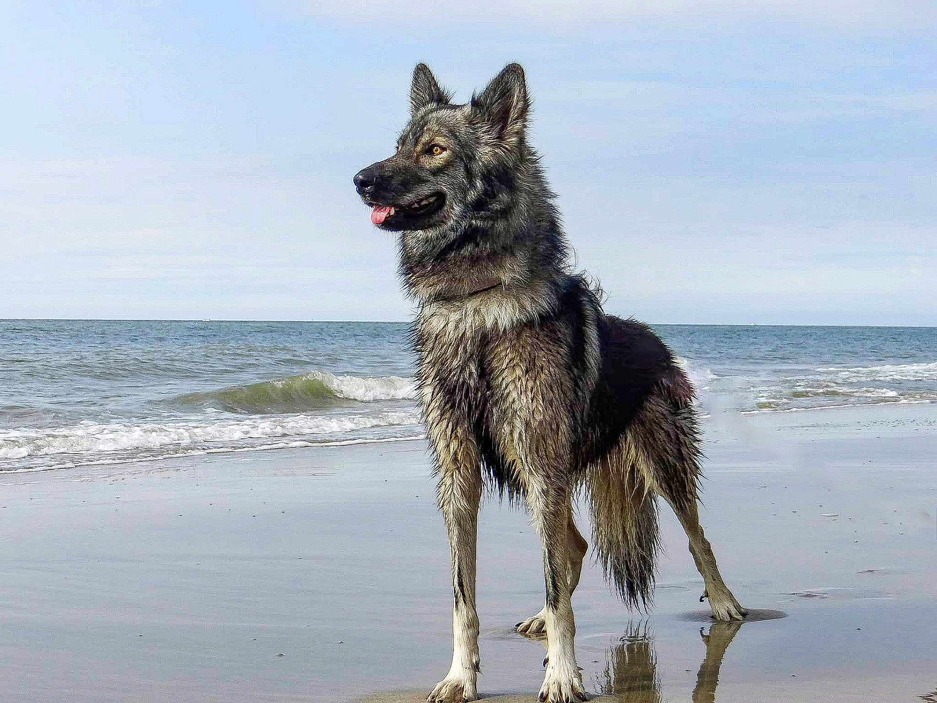 Hanoï a rejoint le concours — aidez-le/la à gagner de superbes lots ! dog, beach, water, wet_fur, ocean, waves, sand, standing, animal, outdoor, canine, tongue_out, nature, sky, reflection, fur, muzzle, ears, paws, pet