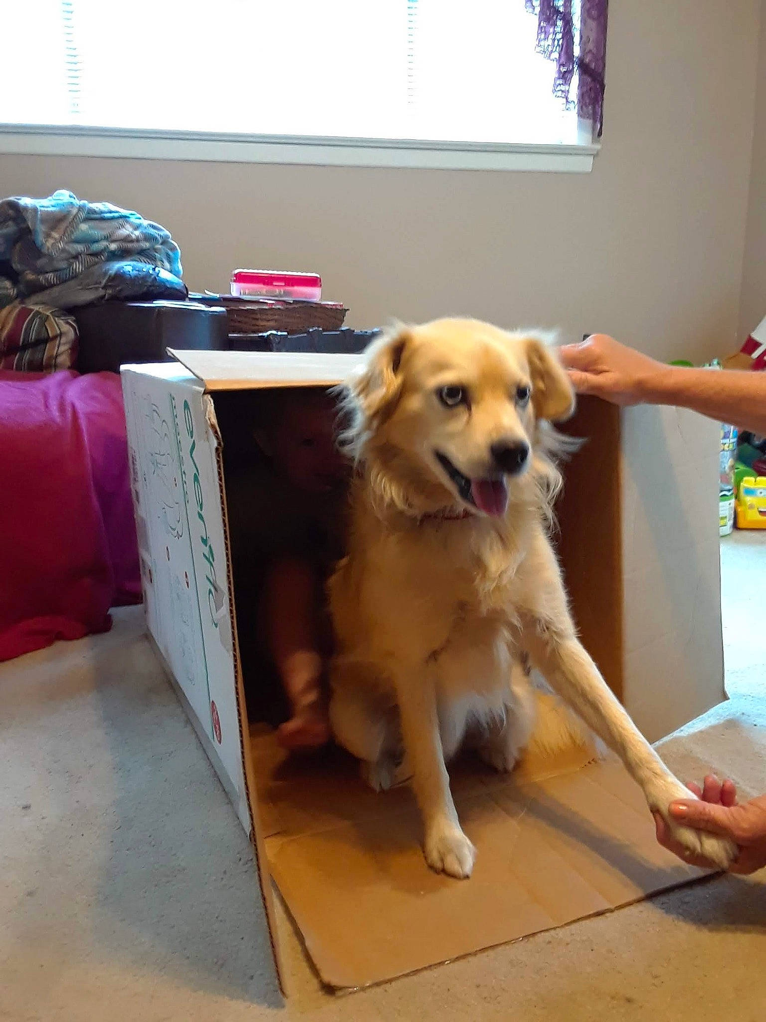 Noah joined the competition — help win amazing prizes! carnivore, chair, comfort, companion_dog, couch, desk, dog, dog_breed, dog_supply, fawn, floor, flooring, furniture, hardwood, room, sporting_group, table, tail, window, wood