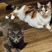 Keke is registered to the contest to win money with this photo: cat, cats, calico_cat, gray_cat, feline, pet, animal, indoor, wooden_floor, floor, relaxed, lying_down, fur, whiskers, ears, eyes, cute, domestic_animal, mammal, two_animals