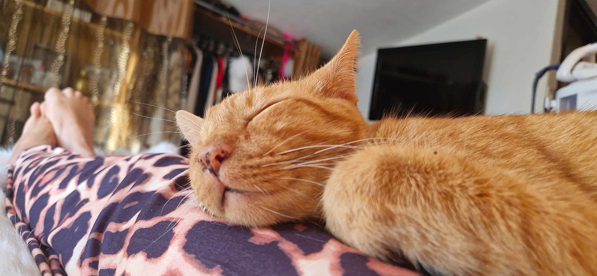 Caramel a rejoint le concours — aidez-le/la à gagner de superbes lots ! cat, ginger_cat, sleeping_cat, pet, fur, whiskers, paws, close_up, cozy, legs, human_legs, leopard_print, patterned_clothing, bedroom, tv, wardrobe, shelf, blanket, relaxation, domestic