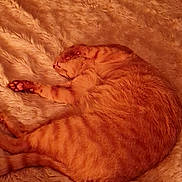 Caramel a rejoint le concours — aidez-le/la à gagner de superbes lots ! bed, bedroom, blanket, cat, closeup, cozy, faux_fur, fur, ginger_cat, indoor, night, paw, pet, pillow, resting, sleeping, soft_texture, striped, tabby_cat, warm_lighting
