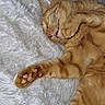 Caramel participe au concours pour gagner de l'argent avec cette photo : blanket, cat, close_up, cozy, domestic_animal, feline, fur, ginger_cat, indoor, nap, paw, paws, pet, pink_paw_pads, plush_blanket, portrait, relaxed, sleeping, tabby, whiskers