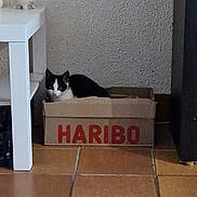 Haribo a rejoint le concours — aidez-le/la à gagner de superbes lots ! black_and_white_cat, box, cardboard_box, cat, ceramic_pig, cozy, feline, floor, haribo, home_interior, indoor, pet, piggy_bank, shadow, shelf, sitting, table, tile, tiled_floor, wall
