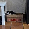 black_and_white_cat, box, cardboard_box, cat, ceramic_pig, cozy, feline, floor, haribo, home_interior, indoor, pet, piggy_bank, shadow, shelf, sitting, table, tile, tiled_floor, wall