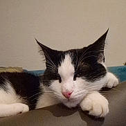 Haribo participe au concours pour gagner de l'argent avec cette photo : cat, tuxedo_cat, feline, pet, sleeping, nap, whiskers, paw, pink_nose, black_and_white, ears, closeup, portrait, armrest, sofa, indoor, home_interior, relaxed, resting, cute