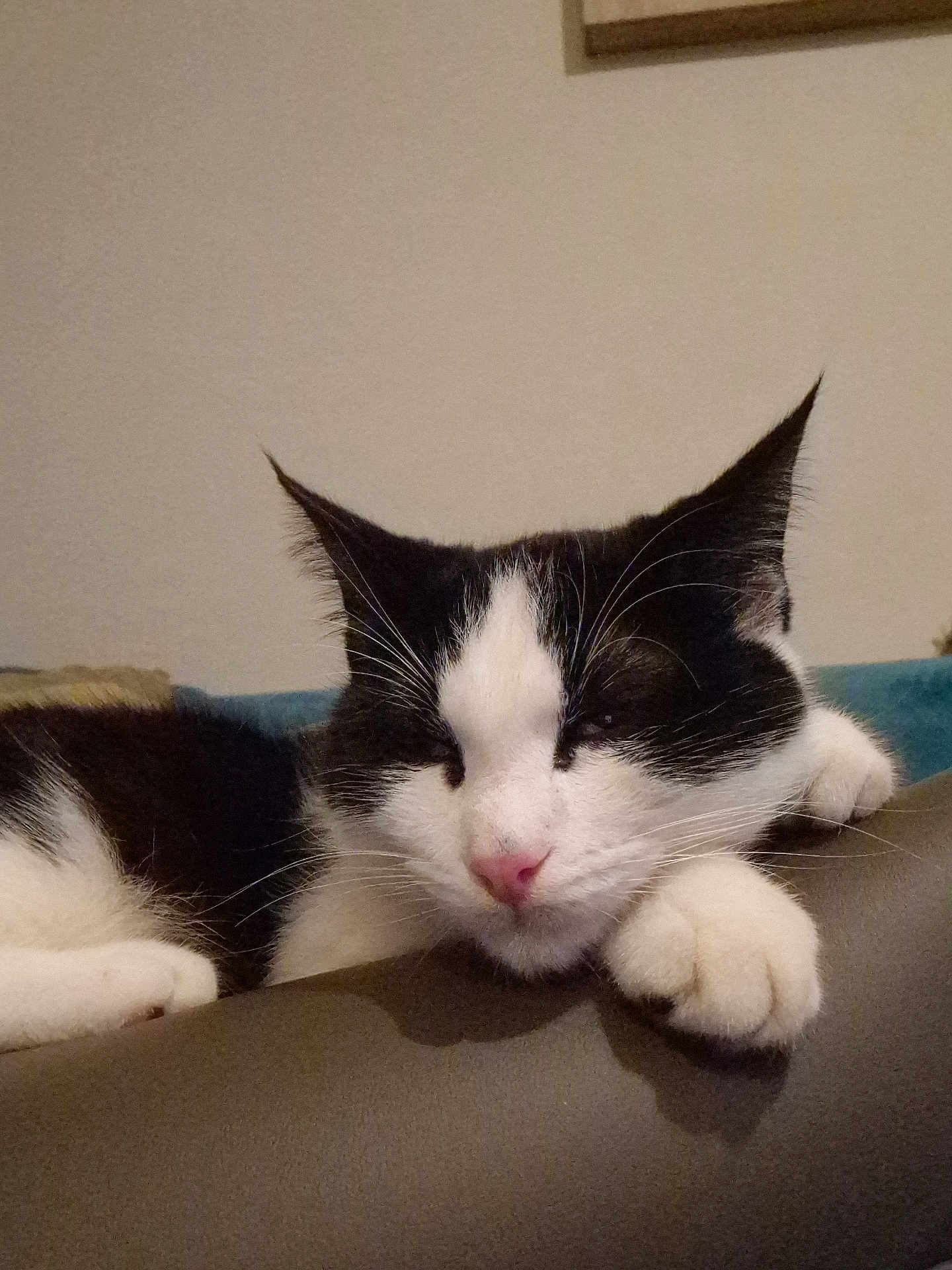 Haribo participe au concours pour gagner de l'argent avec cette photo : cat, tuxedo_cat, feline, pet, sleeping, nap, whiskers, paw, pink_nose, black_and_white, ears, closeup, portrait, armrest, sofa, indoor, home_interior, relaxed, resting, cute