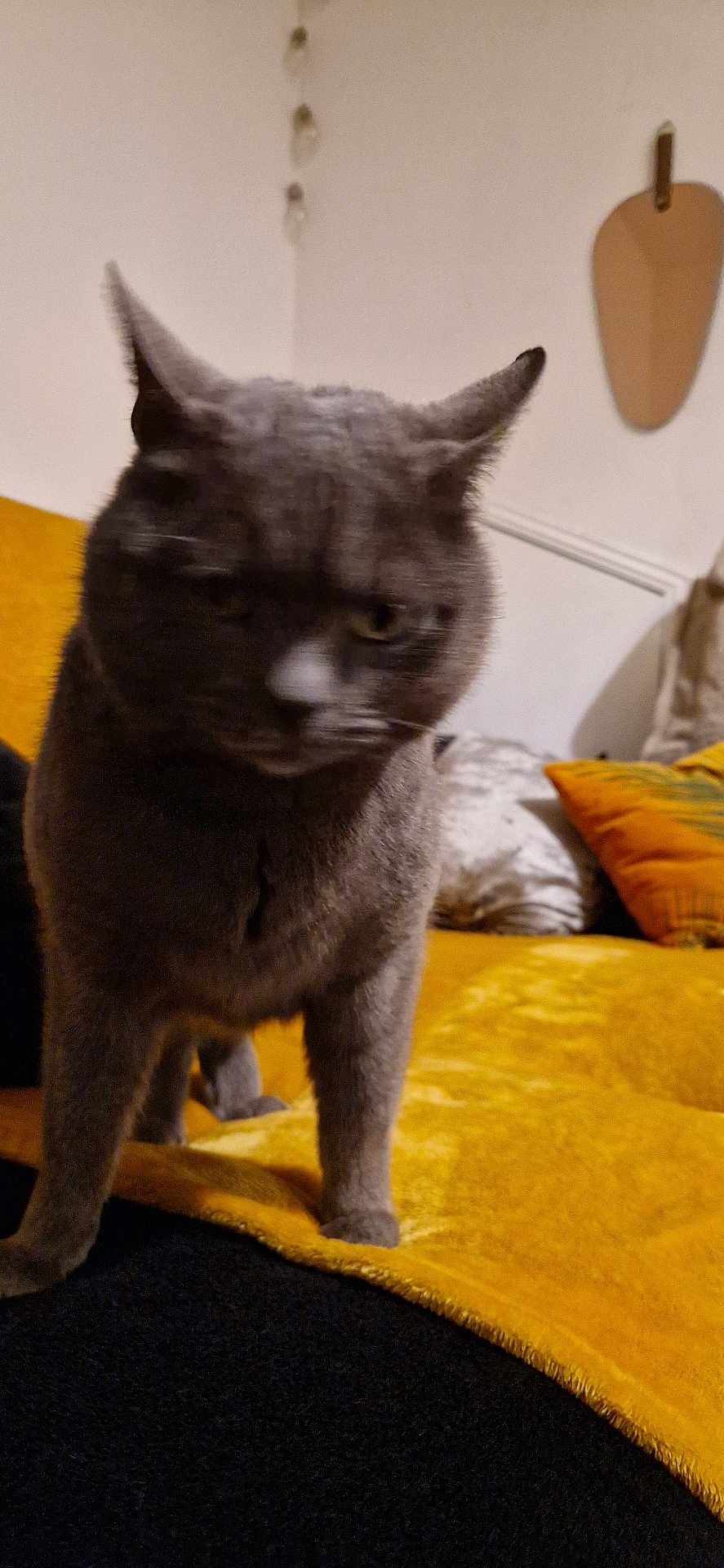 Pomponnette participe au concours pour gagner de l'argent avec cette photo : cat, gray_cat, pet, feline, indoor, blanket, yellow_blanket, pillow, sofa, living_room, close_up, portrait, whiskers, ears, paws, fur, blurred, cozy, domestic_cat, curious