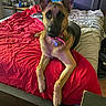 Heidi joined the competition — help win amazing prizes! dog, german_shepherd, portrait, bedroom, bed, blanket, red_blanket, pink_collar, animal, pet, sitting, pointy_ears, black_mask, brown_fur, indoor, home, furniture, bedding, camera_facing, watchful