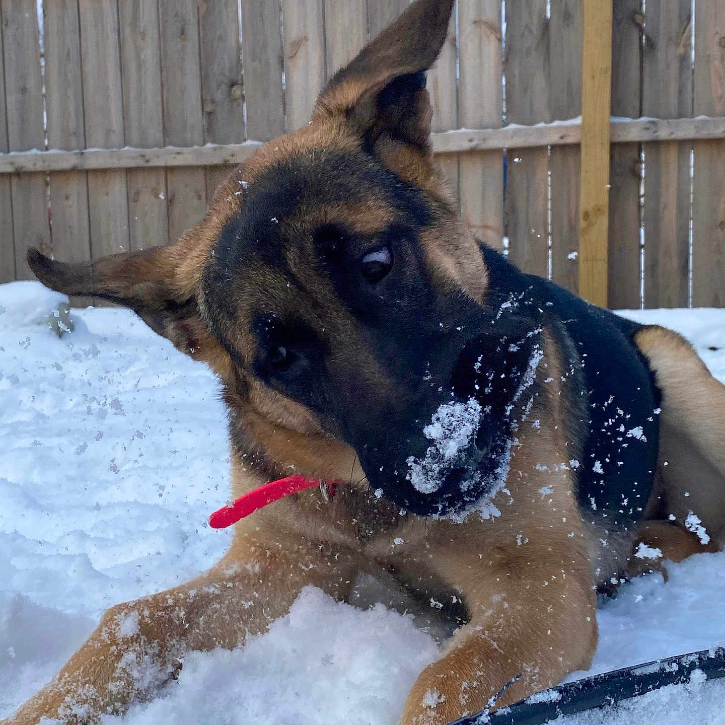 Heidi joined the competition — help win amazing prizes! dog, german_shepherd, snow, winter, outdoor, backyard, fence, red_leash, black_and_tan, snowy_nose, floppy_ears, tilted_head, lying_down, portrait, pet, canine, fur, playful, cold_weather, animal_photography
