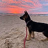 Heidi is registered to the contest to win money with this photo: dog, beach, sunset, ocean, sand, sky, clouds, shoreline, leash, collar, standing, profile, black_and_tan, german_shepherd, outdoors, coast, waves, sunrise_colors, pet, nature