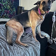 Heidi is registered to the contest to win money with this photo: dog, shepherd_mix, pet, animal, sitting, bed, blanket, bedroom, indoors, pink_collar, tag, happy, open_mouth, alert, black_and_tan, fur, headboard, wall_art, tapestry, charging_cables