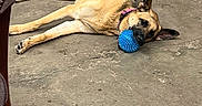 Heidi joined the competition — help win amazing prizes! dog, sleeping, lying_down, tan_fur, black_mask, pointed_ears, collar, pink_collar, blue_ball, dog_toy, concrete_floor, indoor, relaxed, nap, side_view, long_legs, paws, chair, home, pet