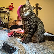 Blake joined the competition — help win amazing prizes! animal, bed, bedroom, blanket, cat, cross, fluffy, gray_fur, green_eyes, household, indoor, long_hair, person, pet, portrait, remote_control, sitting, stuffed_toy, tabby, whiskers