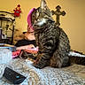 animal, bed, bedroom, blanket, cat, cross, fluffy, gray_fur, green_eyes, household, indoor, long_hair, person, pet, portrait, remote_control, sitting, stuffed_toy, tabby, whiskers