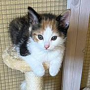 Noodles joined the competition — help win amazing prizes! kitten, cat, calico, pet, animal, scratching_post, feline, cute, fur, whiskers, ears, indoor, young, small, adorable, curious, pink_nose, claws, sitting, looking