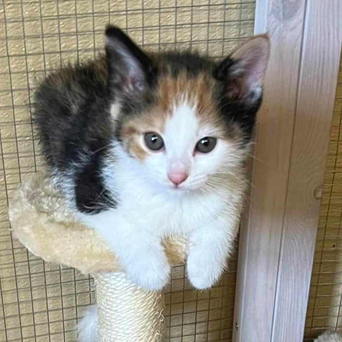 Noodles joined the competition — help win amazing prizes! kitten, cat, calico, pet, animal, scratching_post, feline, cute, fur, whiskers, ears, indoor, young, small, adorable, curious, pink_nose, claws, sitting, looking