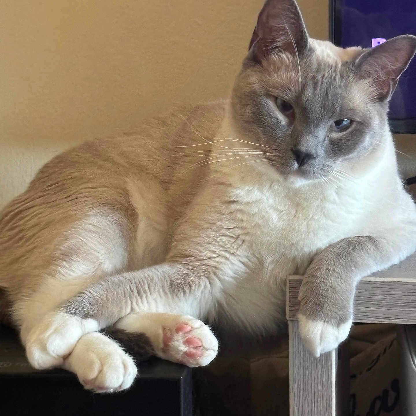 Chase joined the competition — help win amazing prizes! animal, cat, close_up, comfortable, cute, domestic, ears, feline, fur, indoor, lazy, mammal, paws, pet, pink_paw_pads, relaxed, resting, side_view, table, whiskers