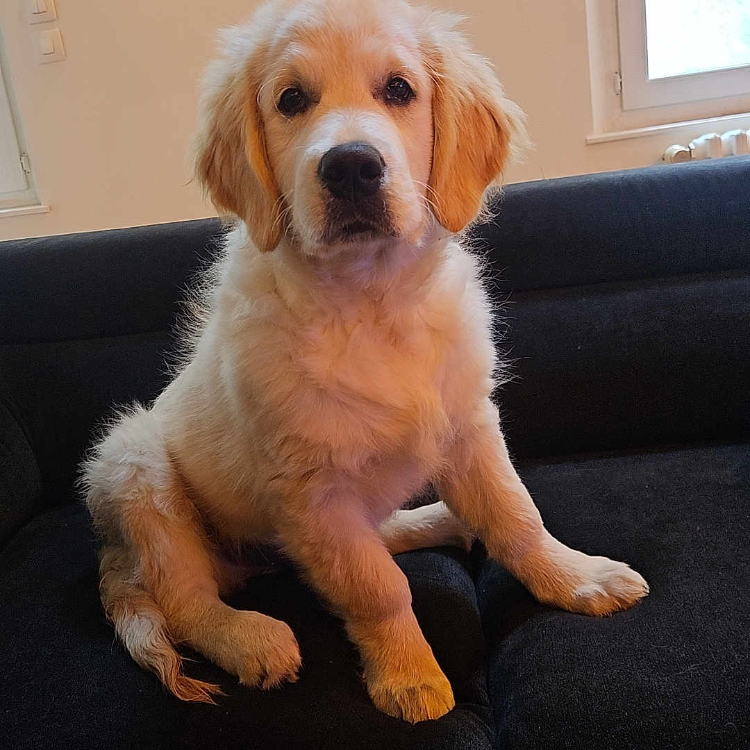 Vanille a rejoint le concours — aidez-le/la à gagner de superbes lots ! animal, architecture, armchair, building, canine, chair, cockerspaniel, couch, dog, furniture, goldenretriever, hound, indoors, labradorretriever, livingroom, pet, poodle, puppy, room, terrier